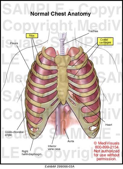 The circulatory system does most of its work. Normal Chest Anatomy Medical Exhibit