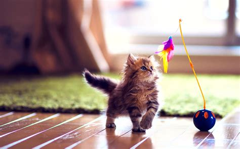 Funny Kitten Wallpapers 64 Pictures