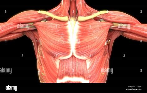 Chest Muscle Anatomy Diagram The Dominant Muscle In The Upper Chest