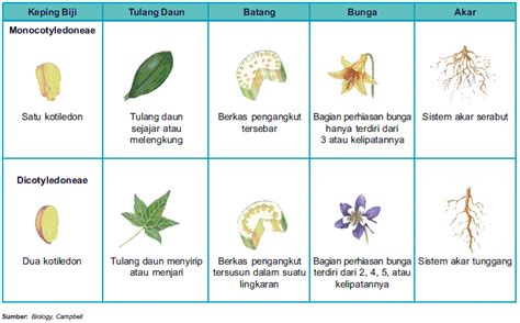 Sesuai namanya, tumbuhan monkoitl memiliki 1 keping biji, sedangkan tumbuhan dikotil memiliki 2 keping biji. Story of Prawunda: Perbedaan tumbuhan monokotil dan ...
