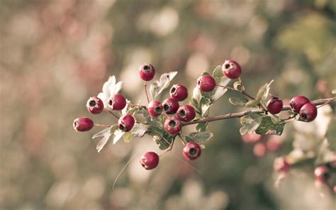 Wallpaper Food Nature Red Branch Fruit Blossom Berries Spring