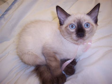 Siameseorientals Catslilac Pointseal Tabby Silver Siameseseal Point Flame Point Balinese