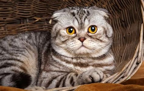 Scottish Fold Kedi Irkı Özellikleri Karakteri Bakımı Ve Beslenmesi