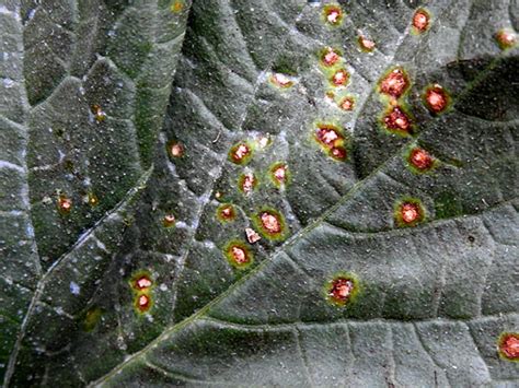 Alternaria Leaf Blight On Cucurbits Vegetable Pathology Long Island