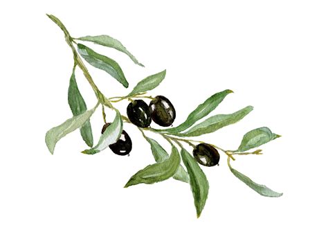 How To Draw An Olive Branch Really Easy Drawing Tutor