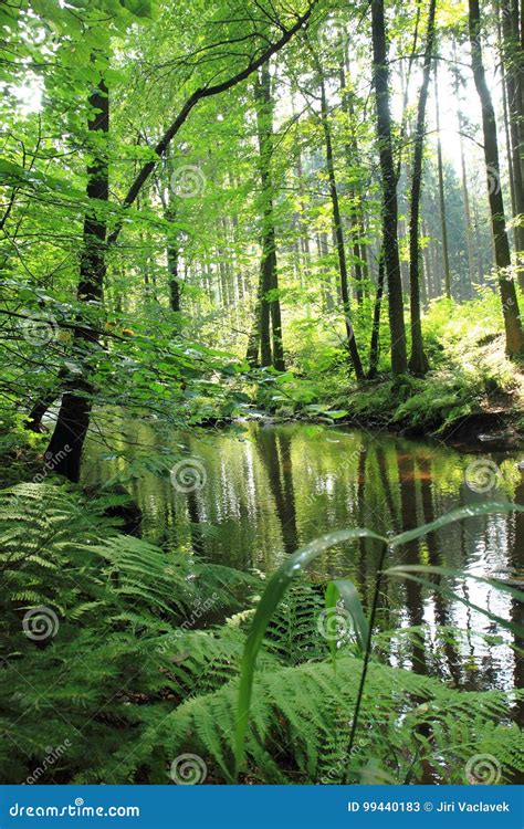 River In The Green Forest Stock Image Image Of Stream 99440183