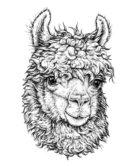 Realistic Sketch Of Lama Alpaca Black And White Drawing Isolated On