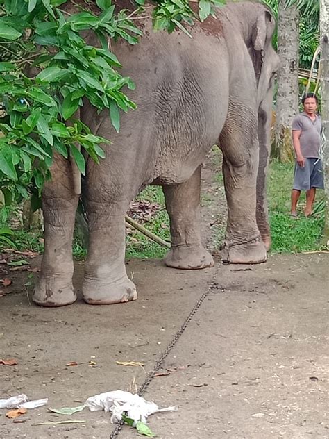 Lepas dari Kebun Binatang Medan, Gajah Mengamuk di Simalingkar B