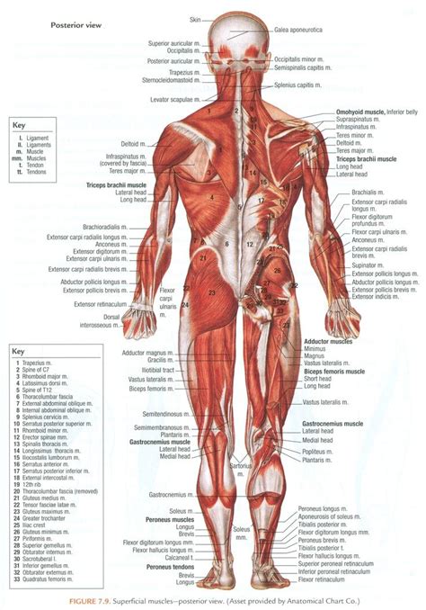 Different nerves branch out throughout the body to provide each muscle electrical impulses from the brain to trigger movement. superficial+muscles+of+the+body+model+images | Muscles of ...