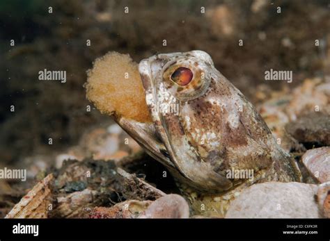 Male Banded Jawfish Opistognathus Macrognathus Incubating And