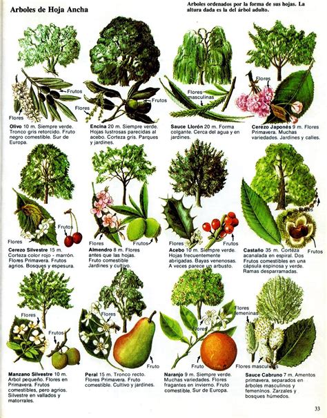 10 Dibujos De Arbustos Y Sus Nombres