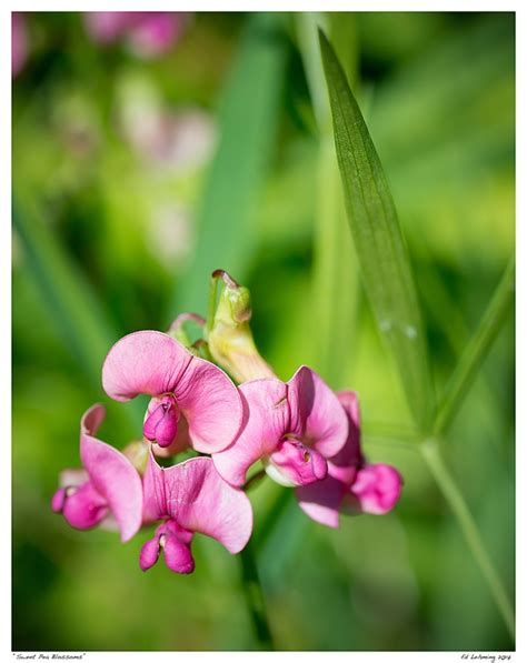 “sweet Pea Blossoms” Ed Lehming Photography