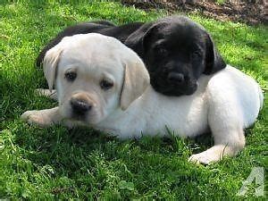 Well, let's say you fall in love with one of our dogs and you have an active lifestyle with children. GOLDADOR PUPPIES (Lab and Golden Retriever mix) Best of ...