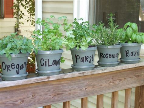 Carolina Charm Thyme For Herbs Herbs Diy Herb Garden