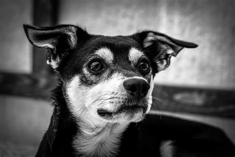 Grayscale Photography Of Short Coated Dog · Free Stock Photo