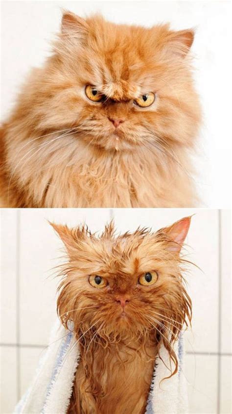 Ridiculous Before And After Pictures Of Animals Taking A Bath Barnorama