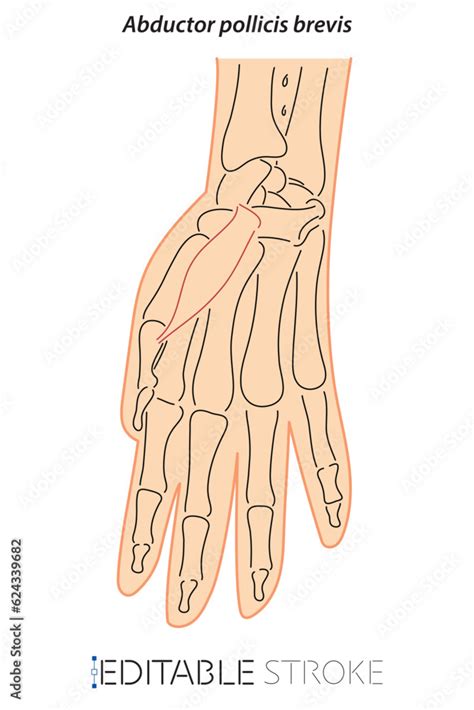 Line Drawing See Through Brevis Doctor Learning Science Hand