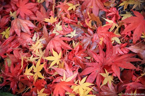 Koyo Japanese Maple Trees Red Leaves Momijigari