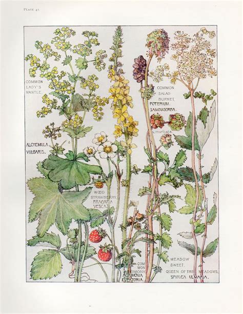 English Wild Flower Botanical Print By Isabel Adams Antique Print