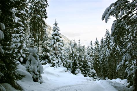 Winter Alpine Forest Stock Photo Royalty Free Freeimages