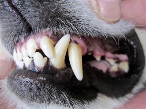 De Tanden Van Uw Hond Kiespijn En Andere Problemen Alles Over Honden