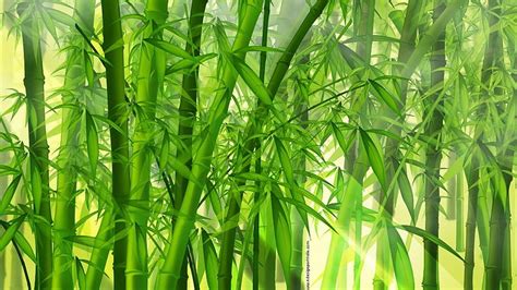 7 Bamboo Green Bamboo Forest Hd Wallpaper Pxfuel