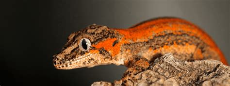 Gargoyle Gecko Care Sheet Imperial Reptiles And Exotics