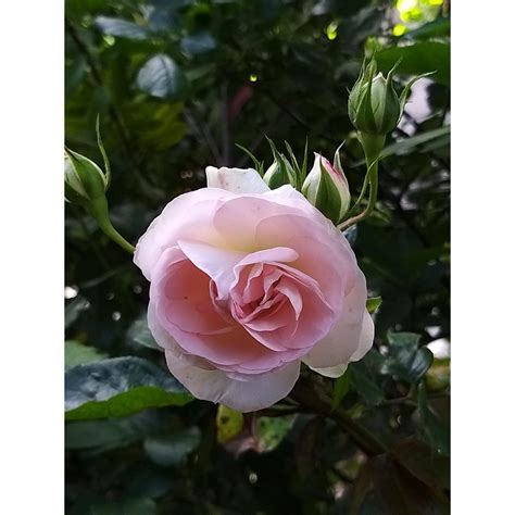 Rosa Mini Eden Rose Rosier Arbustif Ou Petit Grimpant Une Version