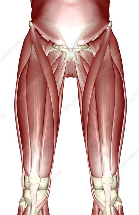 The Muscles Of The Lower Limb Stock Image F Science Photo