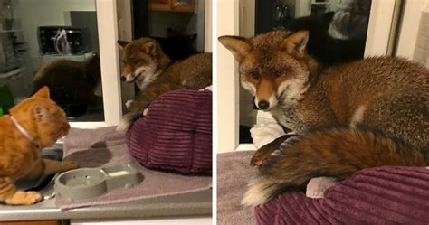 Woman Finds Fox Sleeping In Her Cats Bed Gets Surprised By The Way It Acts Bored Panda