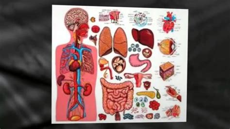 There are also a number of interesting facts for each organ. Diagram of the Human Body Organs - YouTube
