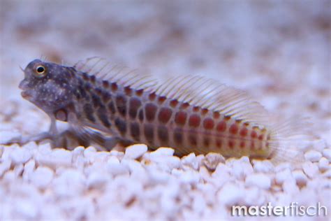 Segmented Sailfin Blenny Online Shop