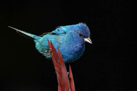 Indigo Bunting Nature Manitoba