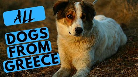 All Greek Dog Breeds List Youtube