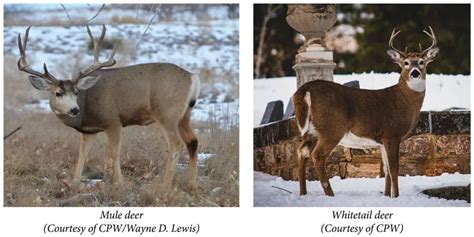 Mule Deer Vs Whitetail Deer Hunter Guide