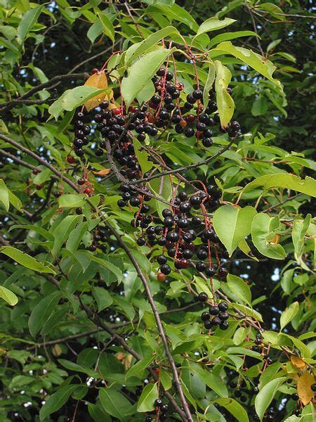 When the berries first appear, they are dark red or purple. Wild Cherry Tree, A Native American Necessity - Eat The Planet