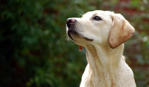Shades Of Yellow 17 Labradors To Brighten Up Your Day