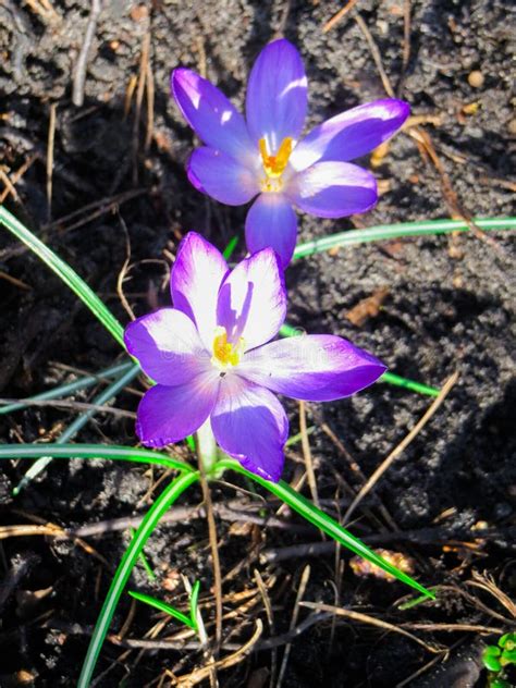 The First Delicate Purple Crocus Flowers In Early Spring Stock Photo