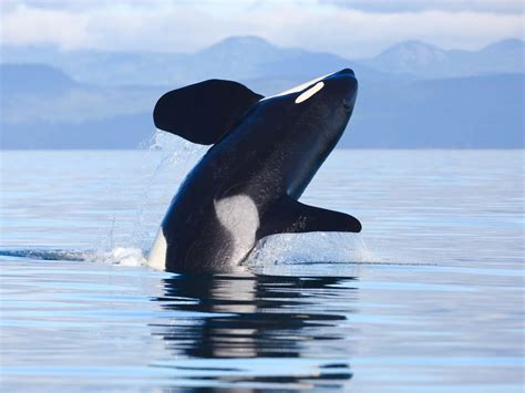 Stephen Raverty And Joseph Gaydos Pacific Killer Whales Are Dying And