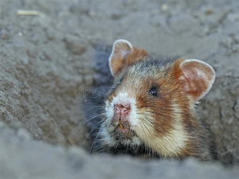 Field Hamster Portrait Stock Photo Image Of Animal Burrow 47310818