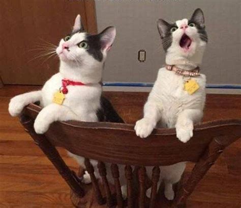 25 funny photos showing why two cats are better than one bouncy mustard