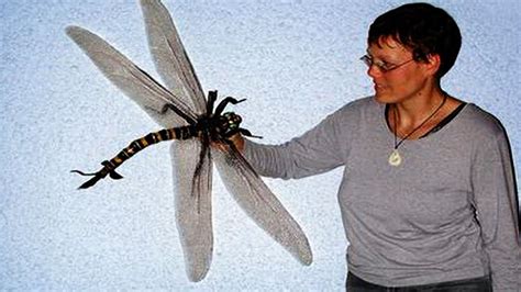 Pictures Of Big Flying Insects Bmp Inc