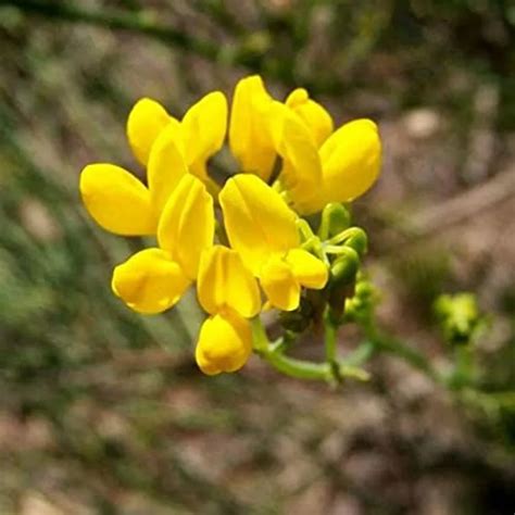 Coronilla Juncea Plant Care And Growing Basics Water Light Soil