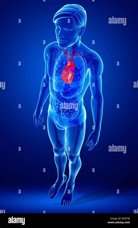 Illustration Of Male Heart Anatomy Stock Photo Alamy