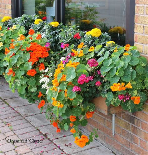 The Prettiest Window Box In Town 2015 Organized Clutter