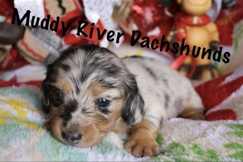 However free dachshunds are a rarity as rescues usually. AKC registered miniature dachshund puppies for sale in ...