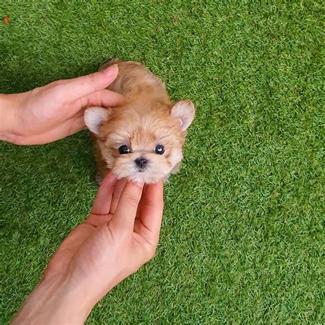 Soonyi - Female Teacup Morkie | Mini Teacup Puppies