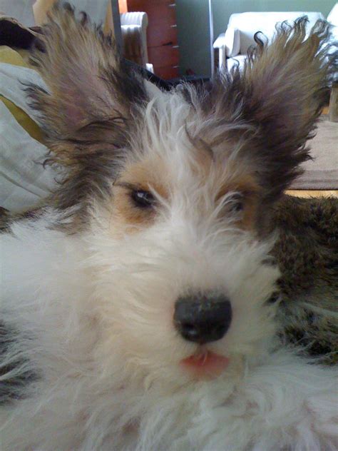 The wire fox terrier and smooth fox terrier were once one breed, existing since the middle of the 18th century. Growing into my Ears | Wire fox terrier puppies, Wire fox ...