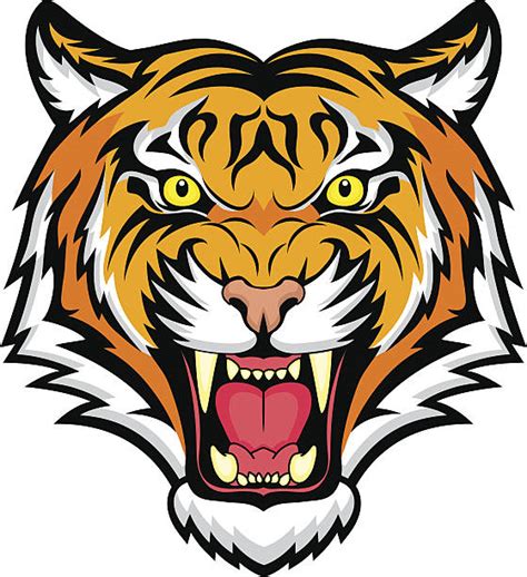 Tiger Head Vector Illustrations Royalty Free Vector Graphics And Clip