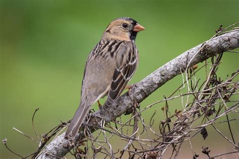 Harriss Sparrow Boreal Forest Bird Species Sparrow